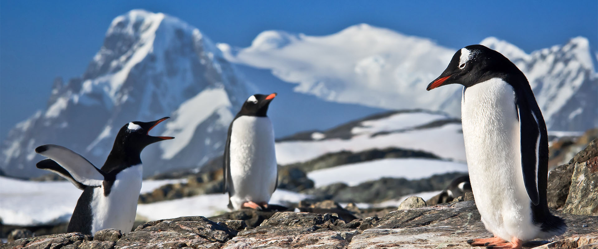 antarctica cruise scenic